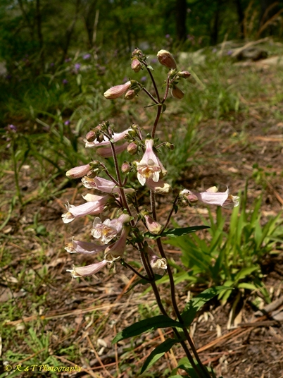 {Penstemon australis}